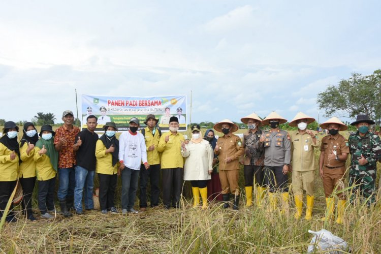 Bupati Bengkalis Kasmarni Panen Padi Bersama Kelompok Tani Mekar Jaya I