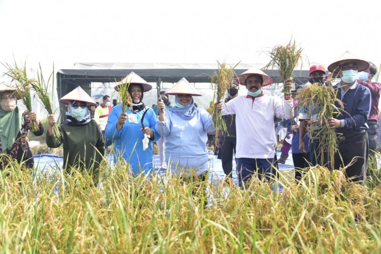 Pemerintah Pusat dan Pemprov Riau Beri Bantuan Kepada 82 Poktan Bengkalis