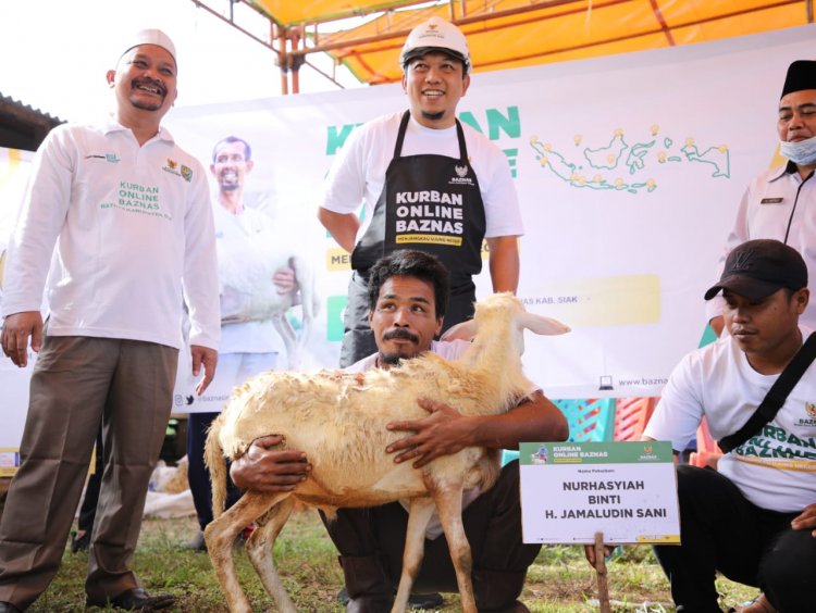 Program Kurban Online, BAZNas Siak Dapat 100 Ekor Domba dari Pusat