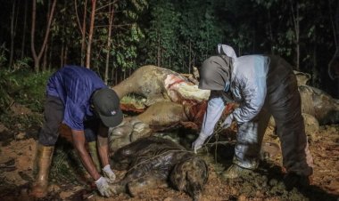 Gajah Bunting yang Mati di Areal Konsesi PT Arara Abadi di Bengkalis Ternyata Akibat Diracun