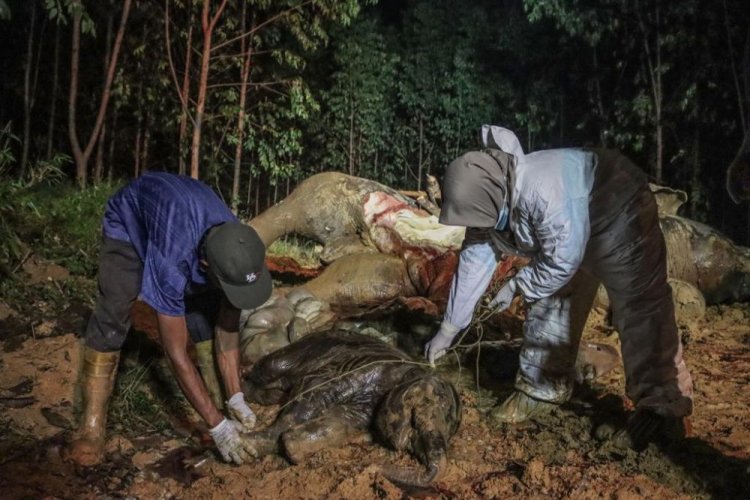 Gajah Bunting yang Mati di Areal Konsesi PT Arara Abadi di Bengkalis Ternyata Akibat Diracun
