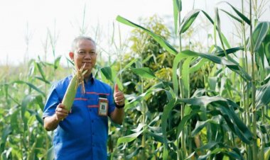 Rektor Universitas Islam Riau Panen Hasil Kebun Agrowisata