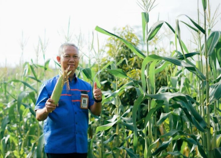 Rektor Universitas Islam Riau Panen Hasil Kebun Agrowisata
