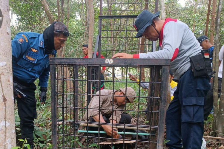 Harimau Masuk Permukiman Penduduk, BBKSDA Riau Pasang Camera Trap dan Boxtrap