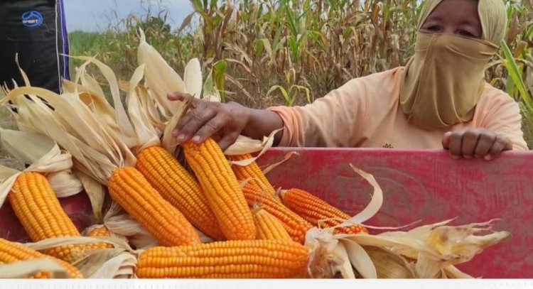 Disketapang Pekanbaru Panen Perdana Jagung Hibrida Pipil di Okura