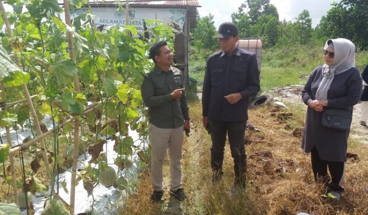 Kadis Ketapang Dampingi Indra Pomi Panen Raya Cabai Rawit Sarana Pangan Madani