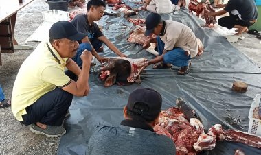 Kurbankan Dua Sapi, DTPHP Bengkalis Bagikan Daging Kurban ke Pegawai dan Masyarakat