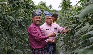 Melihat Geliat Pertanian di Lahan Sicantig Disketapang Pekanbaru
