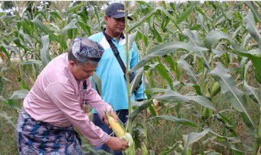 Meneropong Ketahanan Pangan di Pekanbaru Lewat Aplikasi SiDIVA