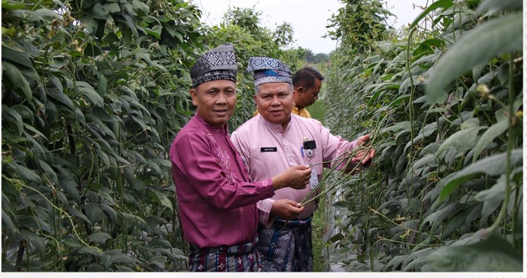 Melihat Geliat Pertanian di Lahan Sicantig Disketapang Pekanbaru
