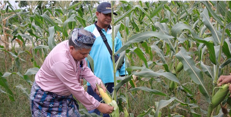 Meneropong Ketahanan Pangan di Pekanbaru Lewat Aplikasi SiDIVA