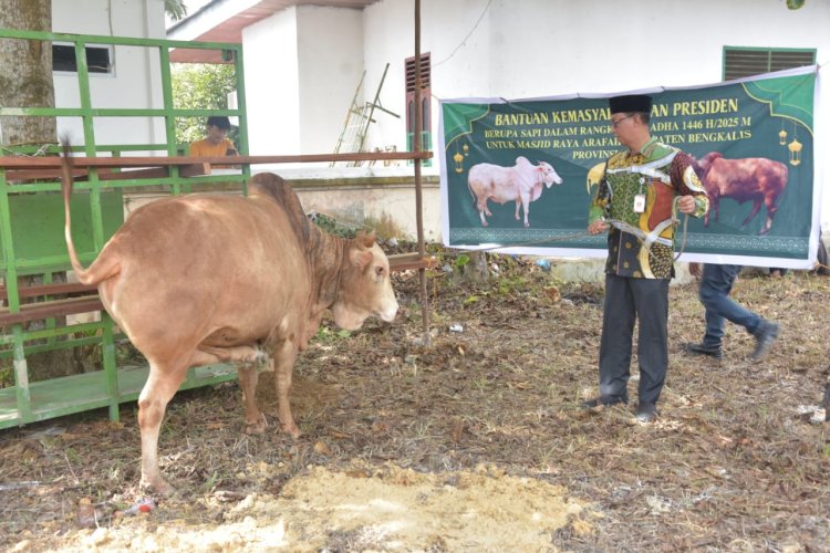 Bupati Bengkalis Kasmarni Serahkan Sapi Kurban Presiden di Masjid Besar Arafah Duri