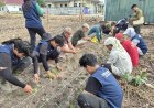 Mahasiswa Faperta UNRI Tanam Padi Gogo di Kelurahan Palas
