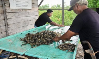 Potensi Udang Dumai 160 Ton Setahun, Wali Kota Paisal Usulkan Kawasan Shrimp Estate