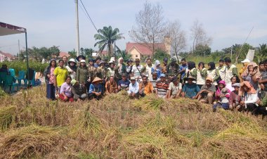 Poktan Aman Sejahtera Palas Sulap Belukar Jadi Lahan Pertanian Padi Gogo