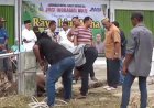 Bersama JMSI Inhu, Agrinas Palma Nusantara dan Pemkab Inhu Potong 2 Ekor Sapi