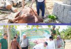 Sapi Kurban 829 Kg dari Presiden Prabowo Jadi Berkah di Tengah Sulitnya Ekonomi Warga Kuansing