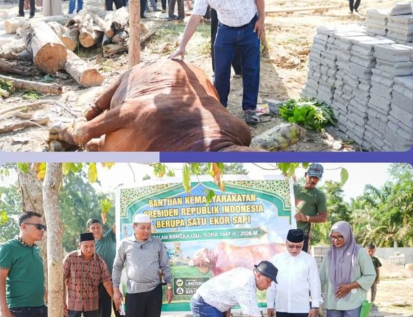 Sapi Kurban 829 Kg dari Presiden Prabowo Jadi Berkah di Tengah Sulitnya Ekonomi Warga Kuansing