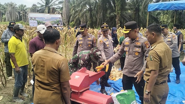 Sinergi Polres Kuansing dan Warga: Panen Raya Jagung Tahap II di Sungai Bawang Sukses Dorong Ketahanan Pangan