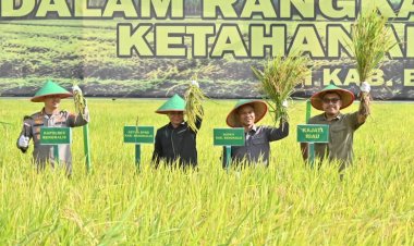 Anggota Komisi II DPRD Bengkalis Hadiri Panen Raya Program Ketahanan Pangan Nasional, Dewan Dukung Penguatan Sektor Pertanian