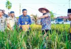 Panen Perdana Padi Gogo di Meranti Pandak, Wali Kota Agung Nugroho Serahkan Bantuan Alsintan dan Serap Aspirasi Petani
